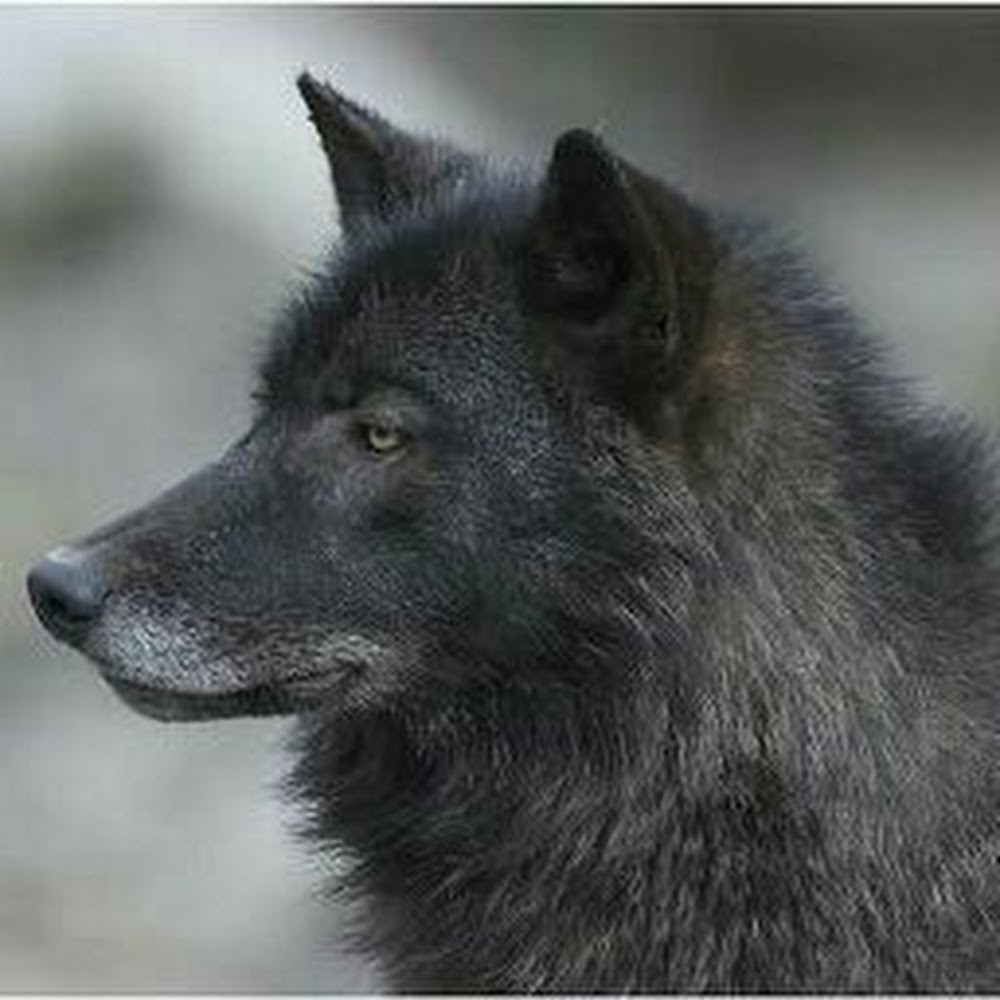 Meet your Posher, Thinkingwolf